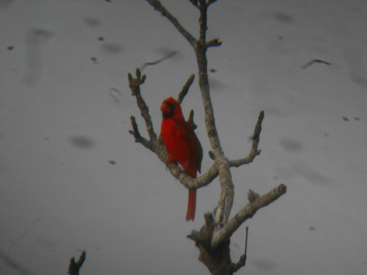 Northern Cardinal - ML97768841