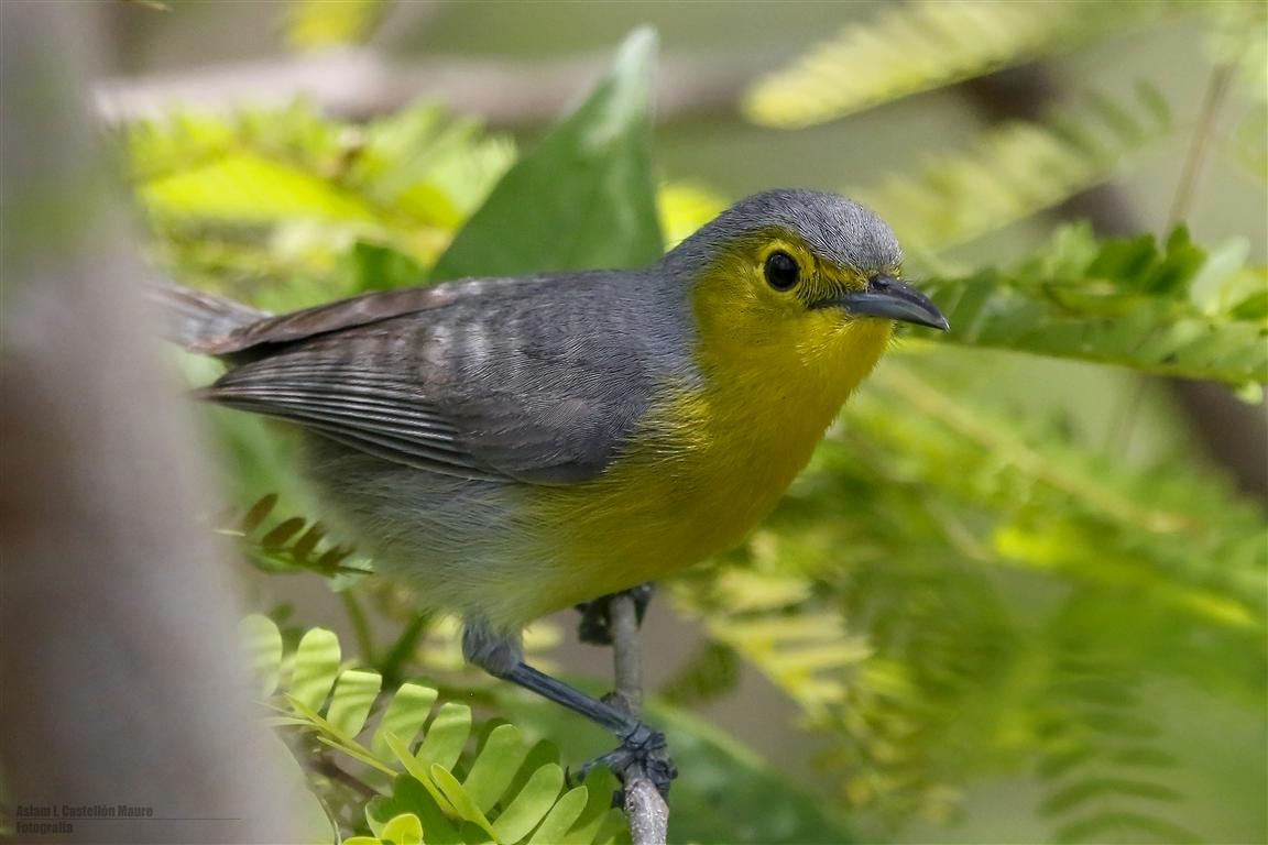 Oriente Warbler - ML97770511