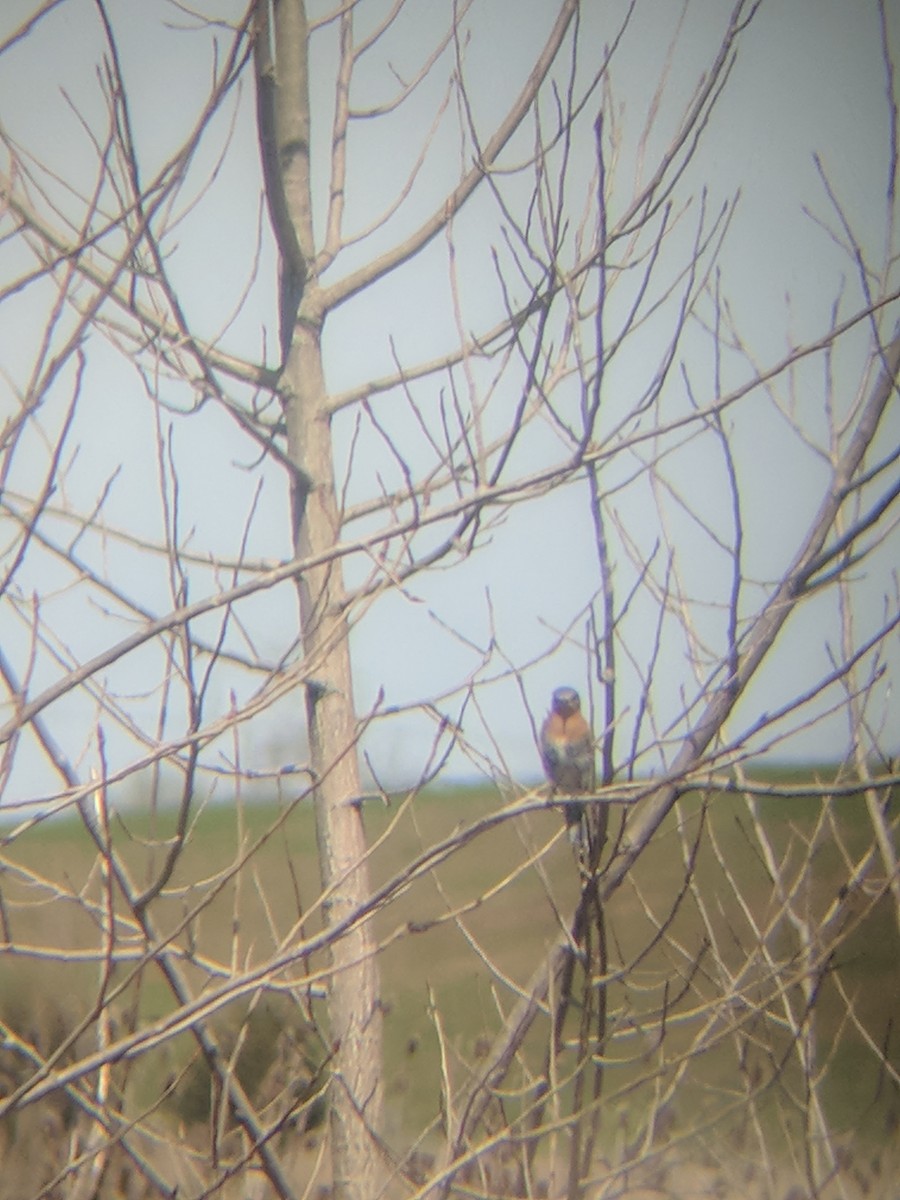 Eastern Bluebird - ML97770761