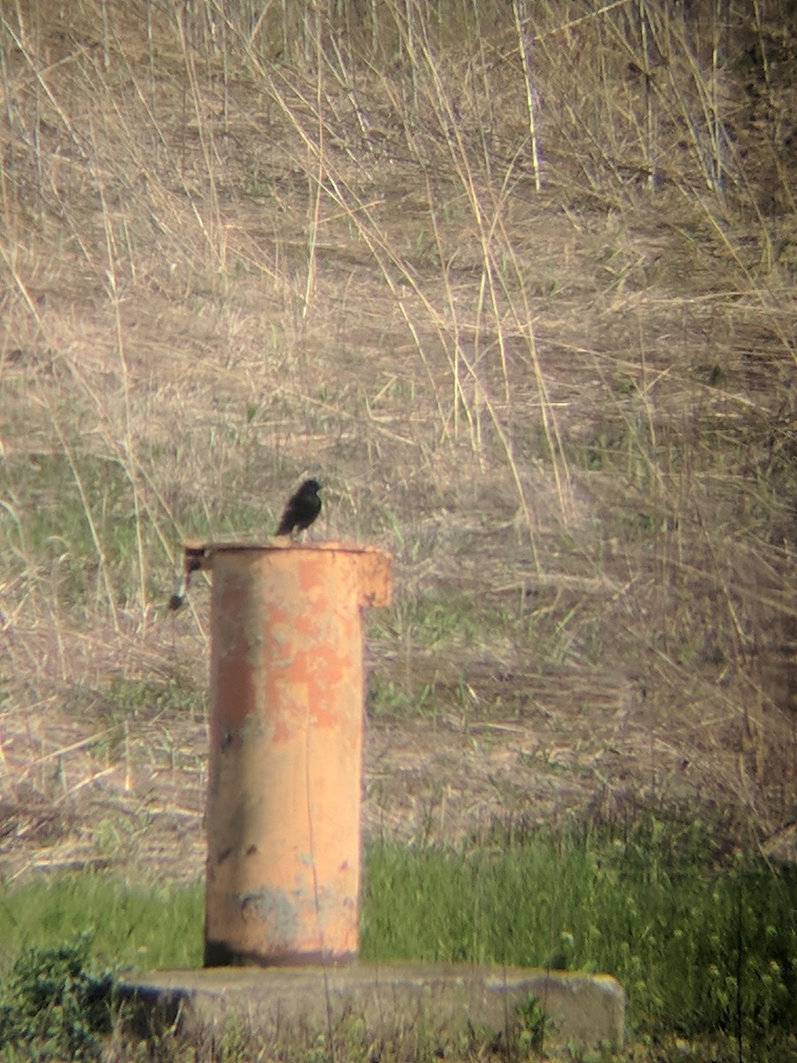 Red-winged Blackbird - ML97771391