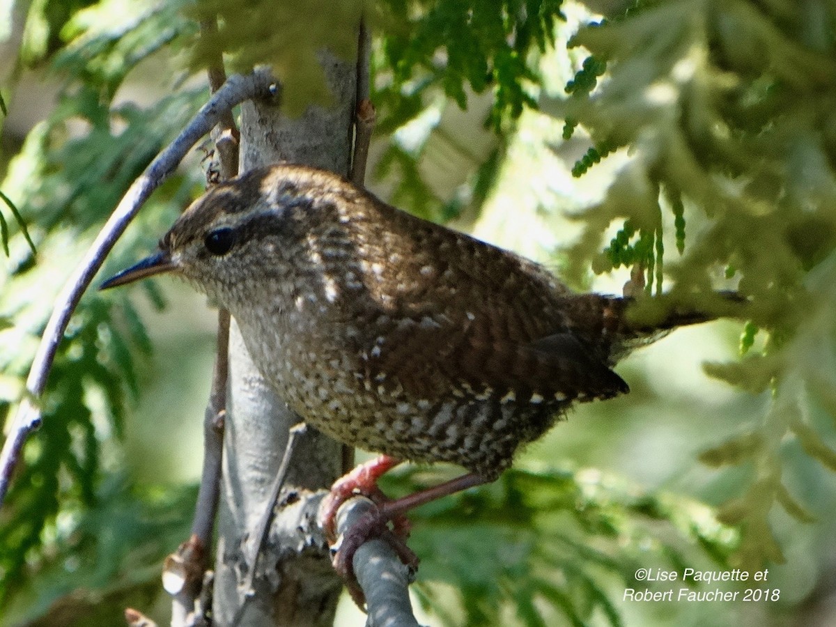 Winter Wren - ML97771901