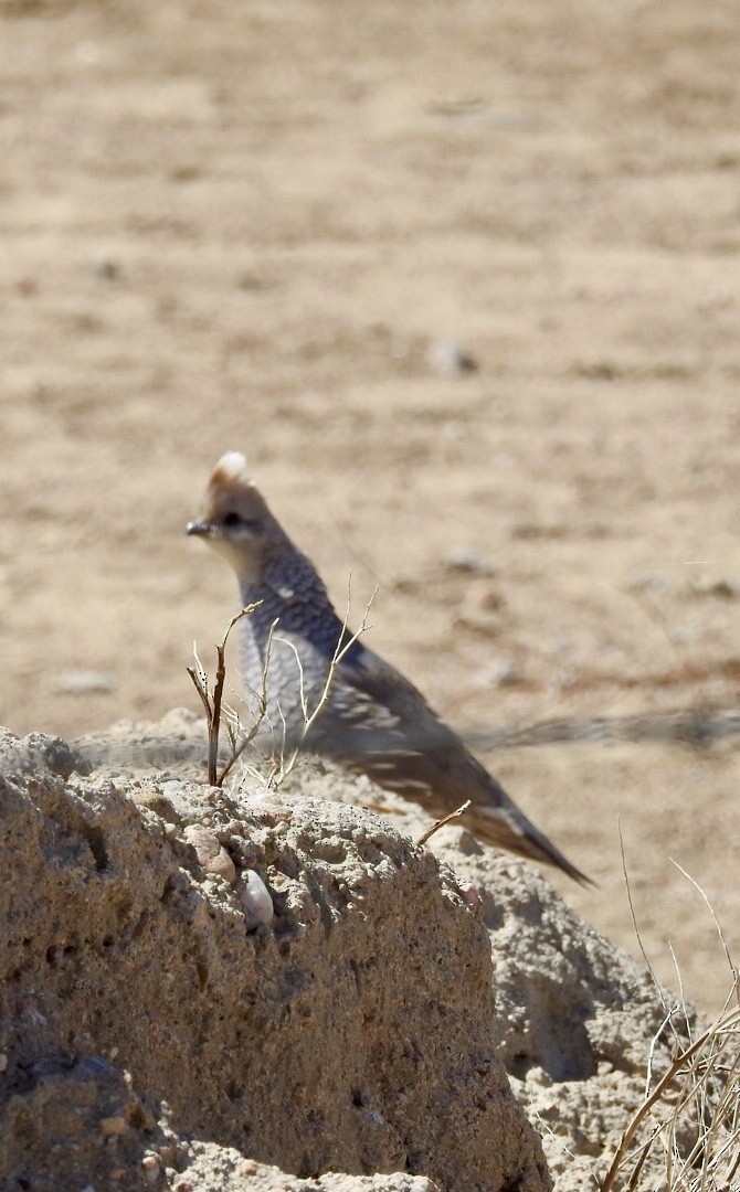 Scaled Quail - ML97772581