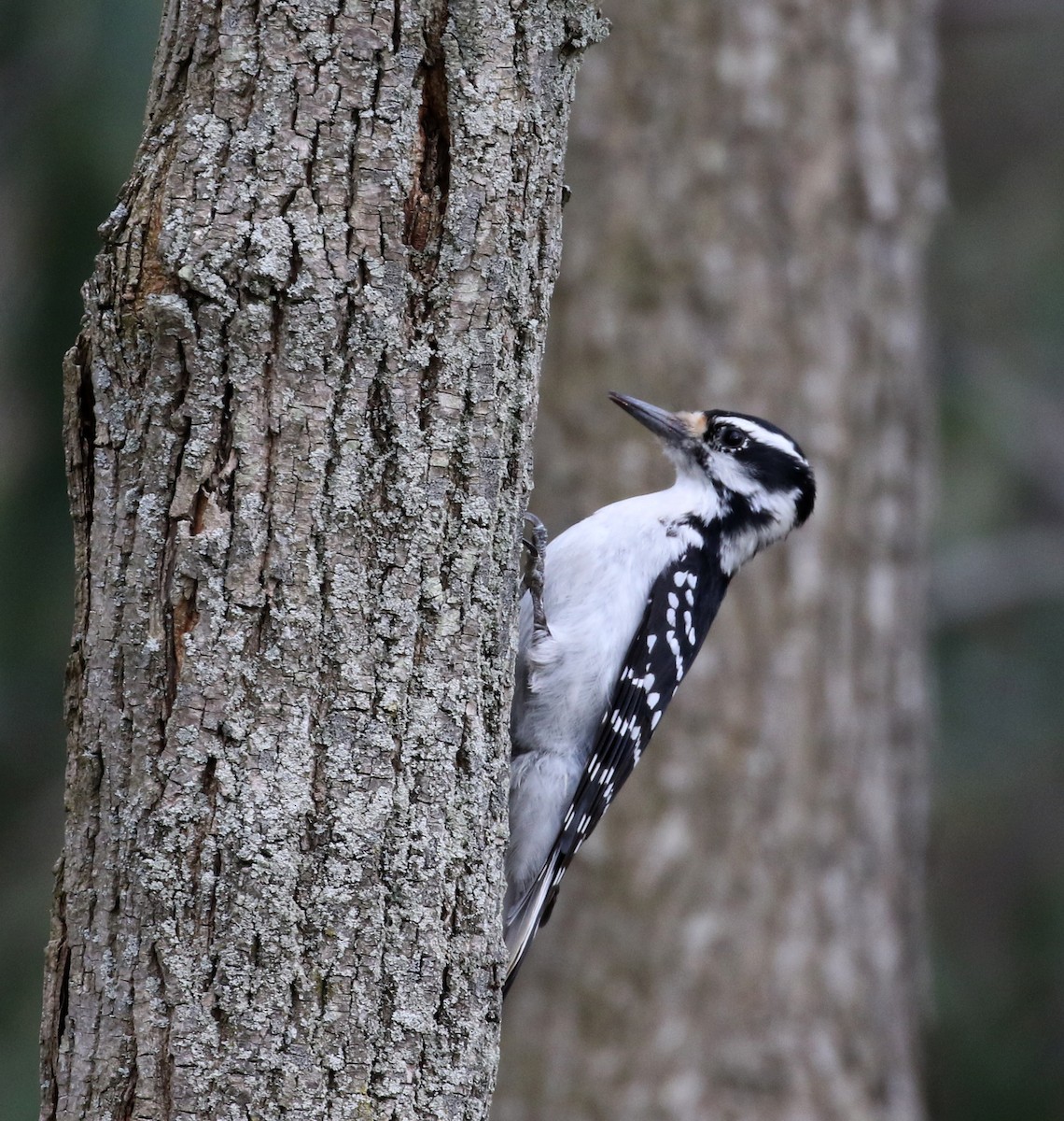 Hairy Woodpecker (Eastern) - ML97772631