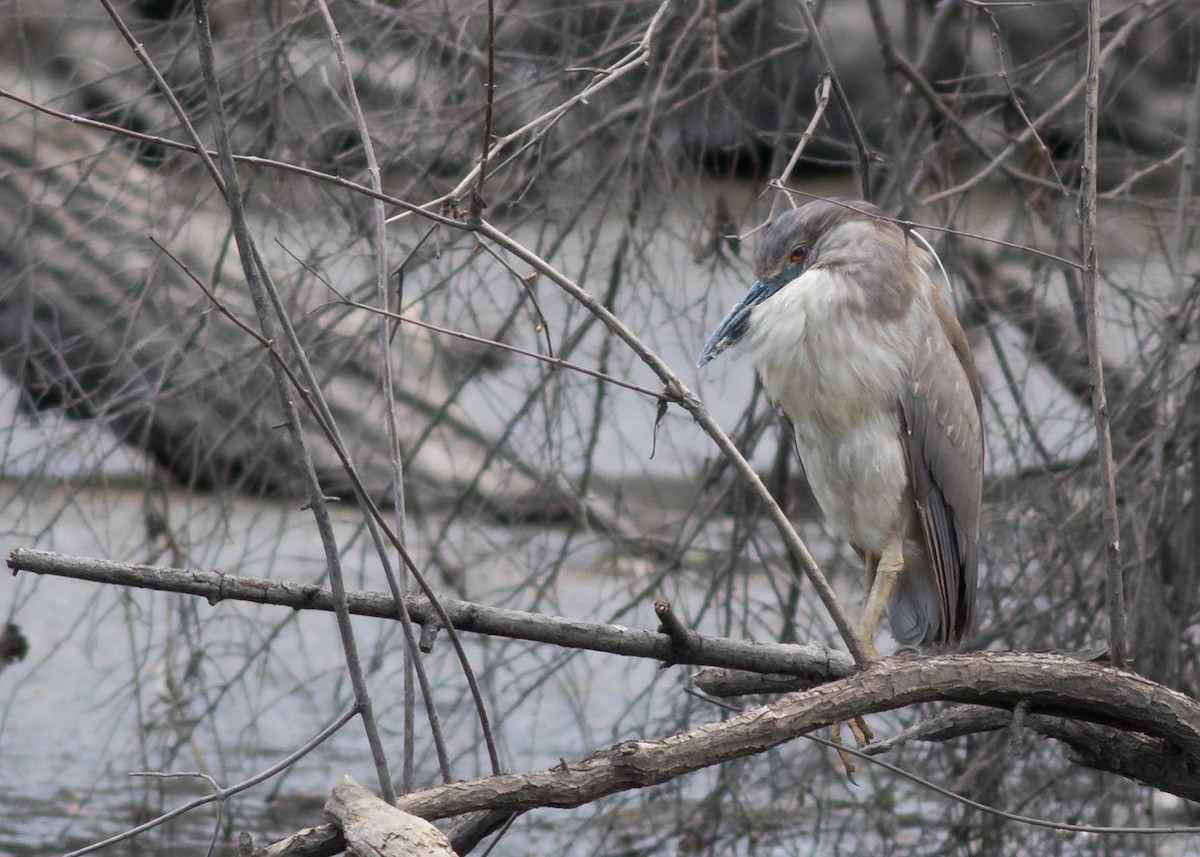 Black-crowned Night Heron - ML97774981