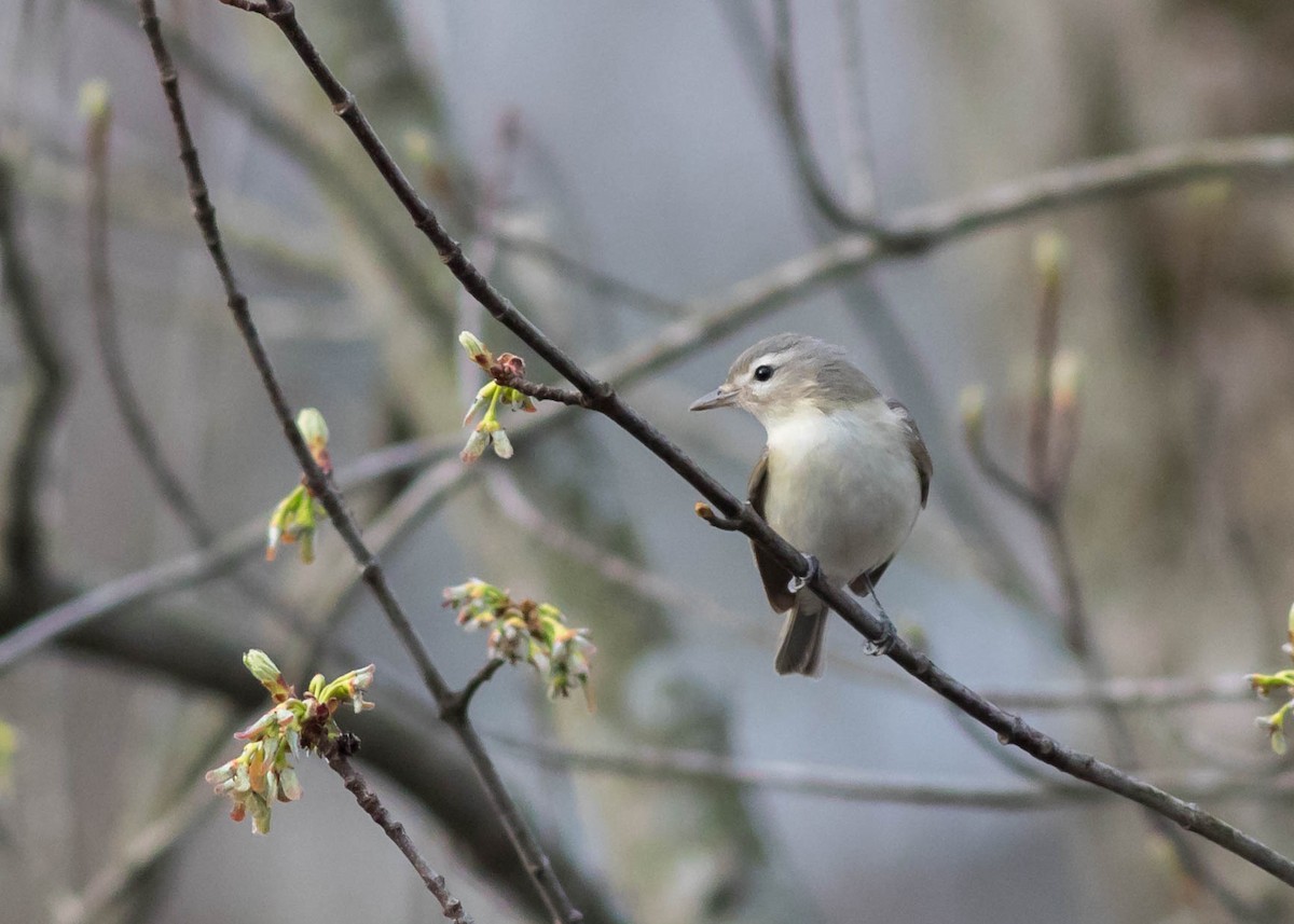 Warbling Vireo - beth dixon