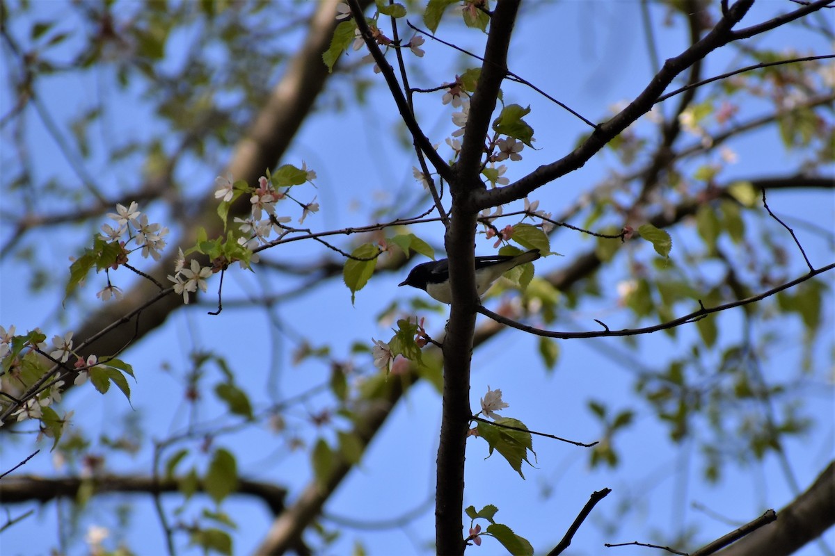 Black-throated Blue Warbler - ML97777261