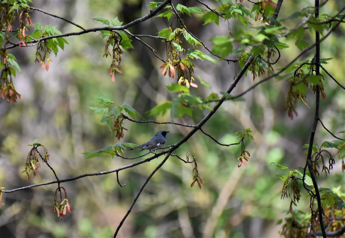 Black-throated Blue Warbler - ML97777271