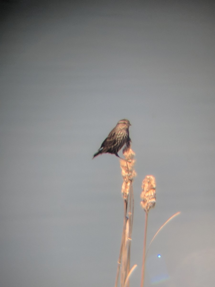 Red-winged Blackbird - ML97777561