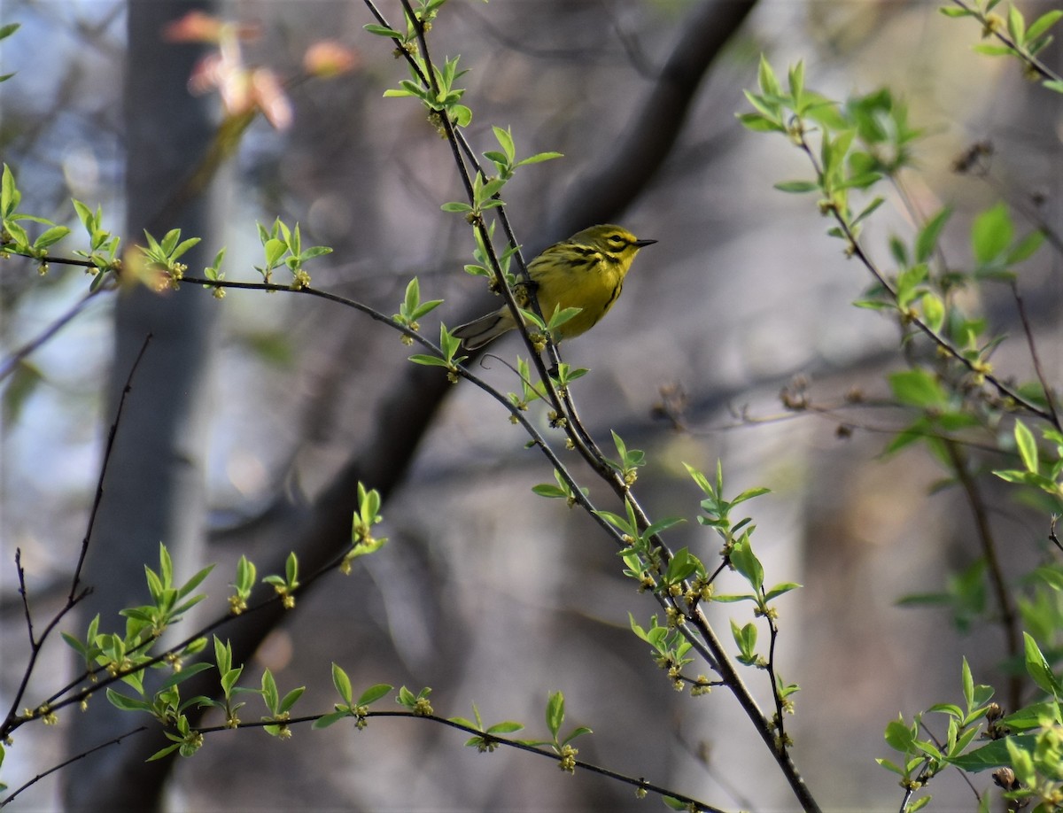 Prairie Warbler - Natasza Fontaine