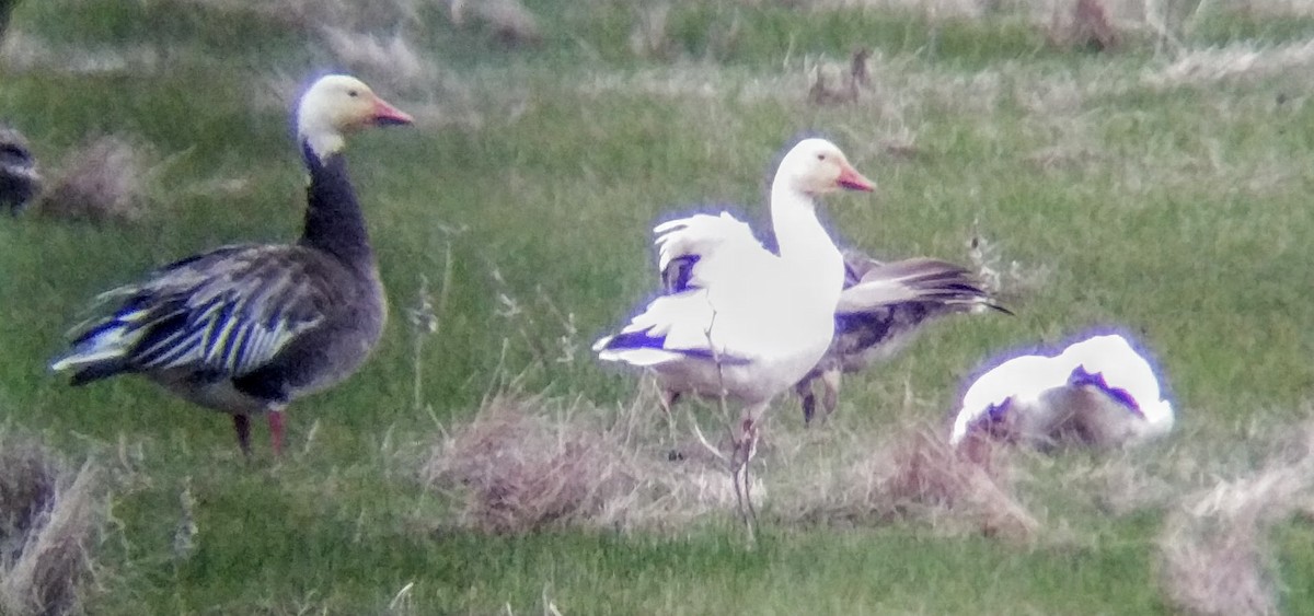 Snow Goose - Jeffrey Ollie