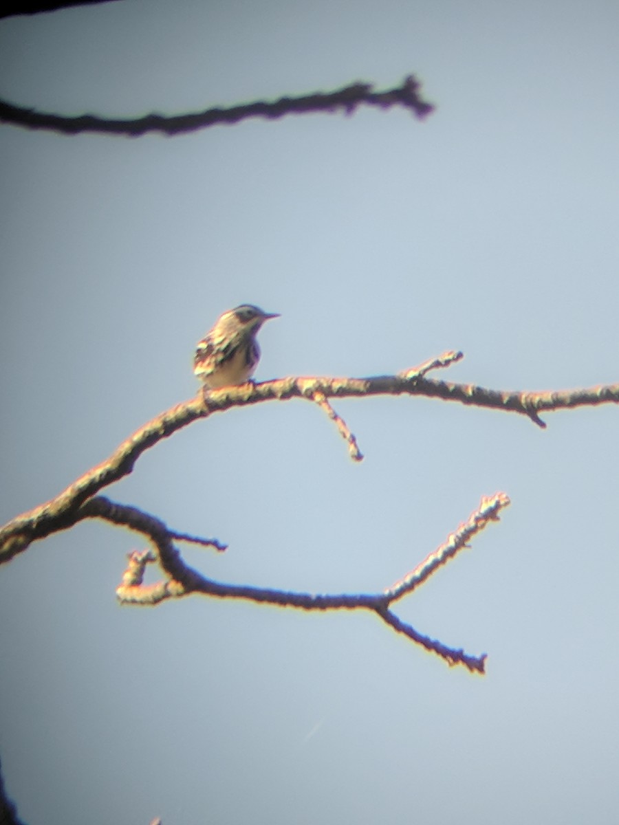 Black-and-white Warbler - ML97779181