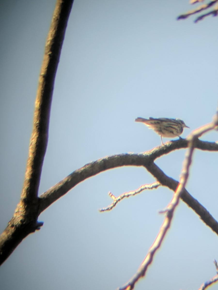 Black-and-white Warbler - ML97779281