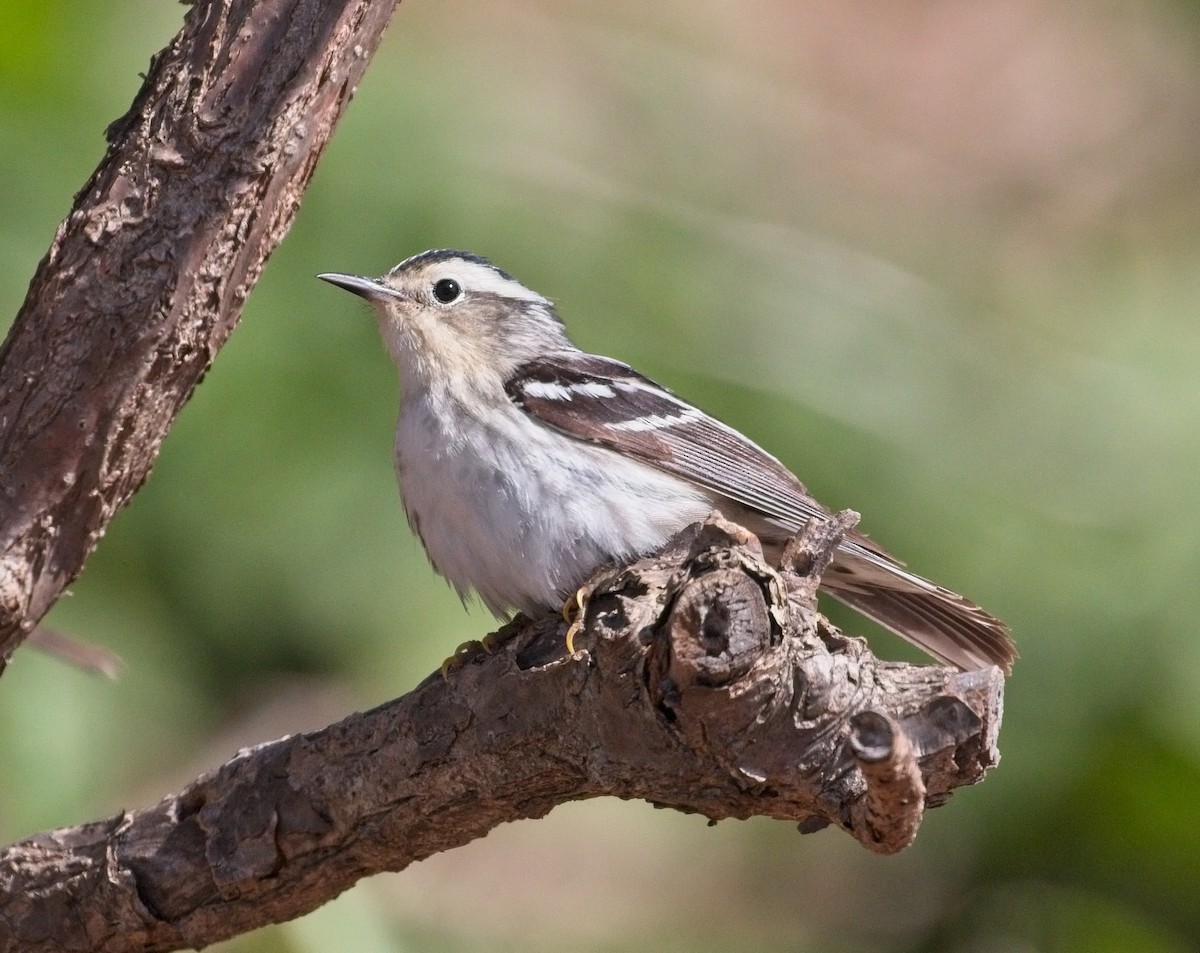 Black-and-white Warbler - ML97779731