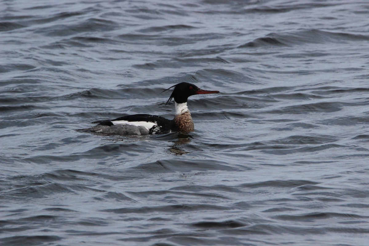 ウミアイサ - ML97780971