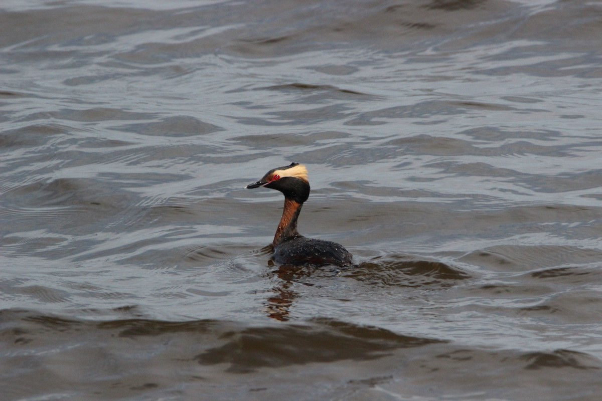 Horned Grebe - emily weber