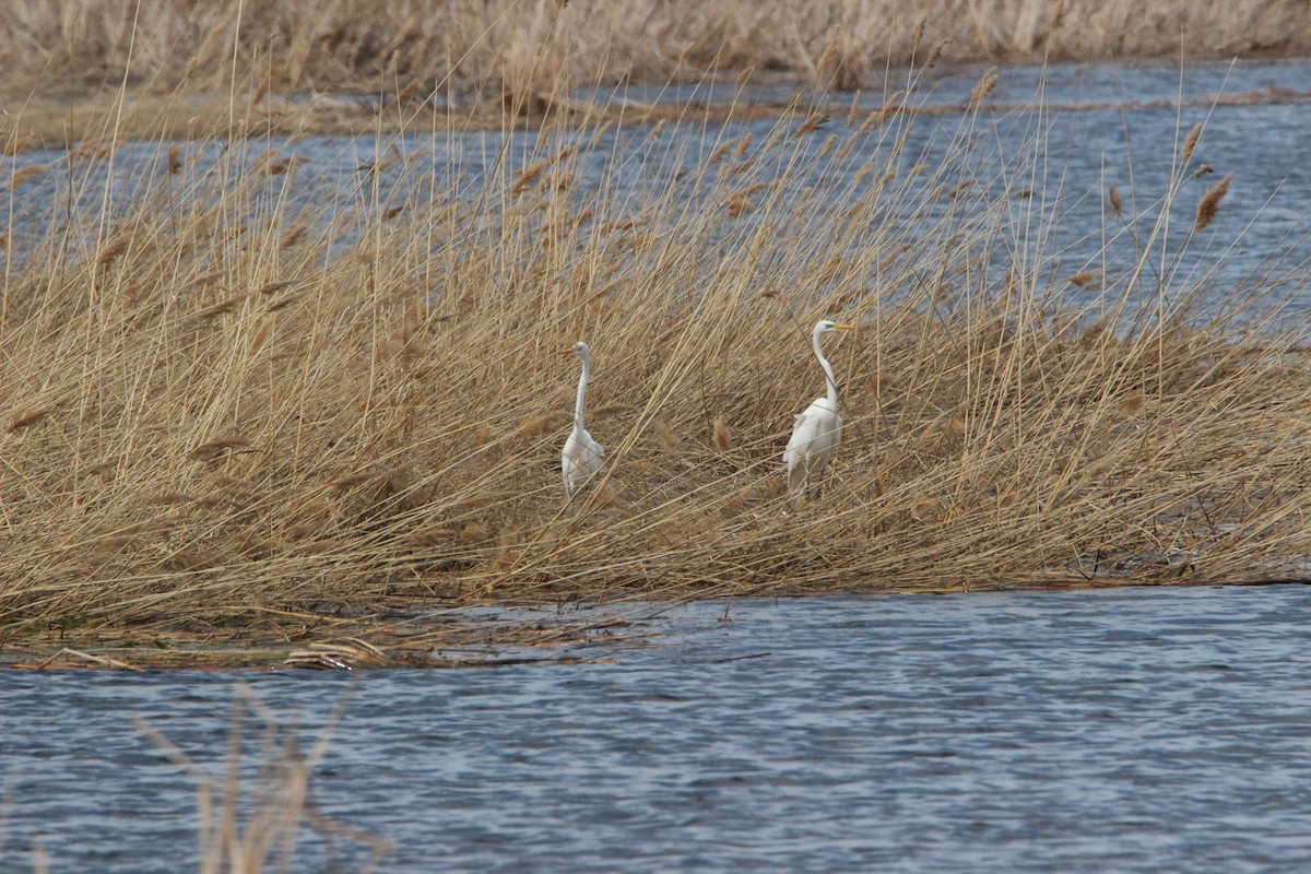 ダイサギ - ML97781671