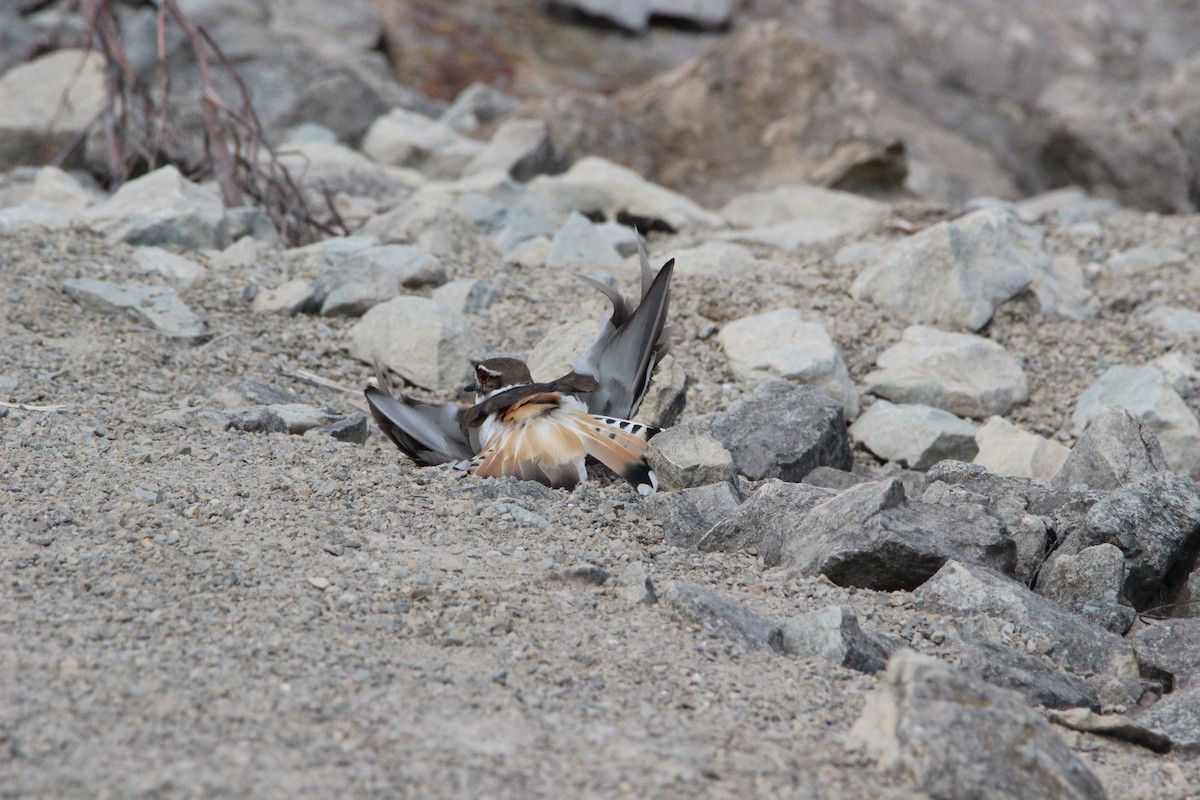 フタオビチドリ - ML97781931