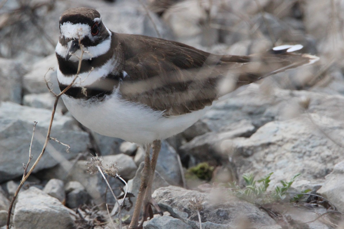 フタオビチドリ - ML97782191