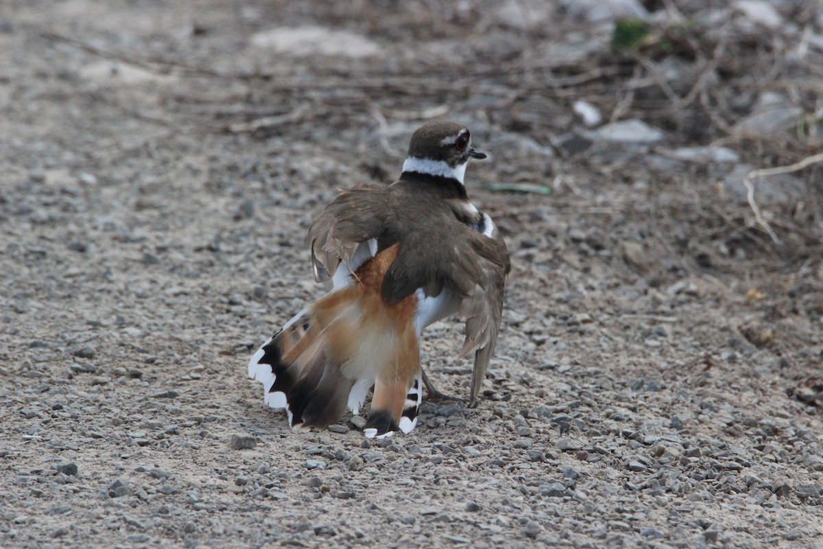 フタオビチドリ - ML97782311