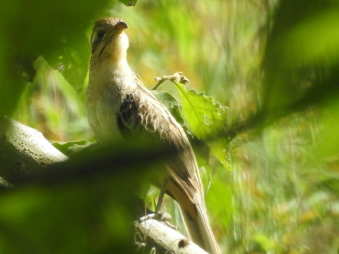 Striped Cuckoo - ML97782451