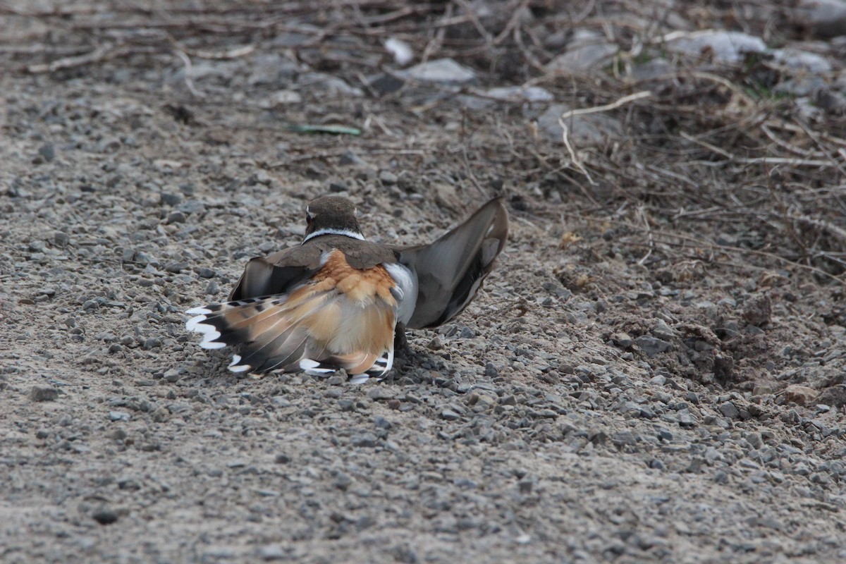 フタオビチドリ - ML97782571