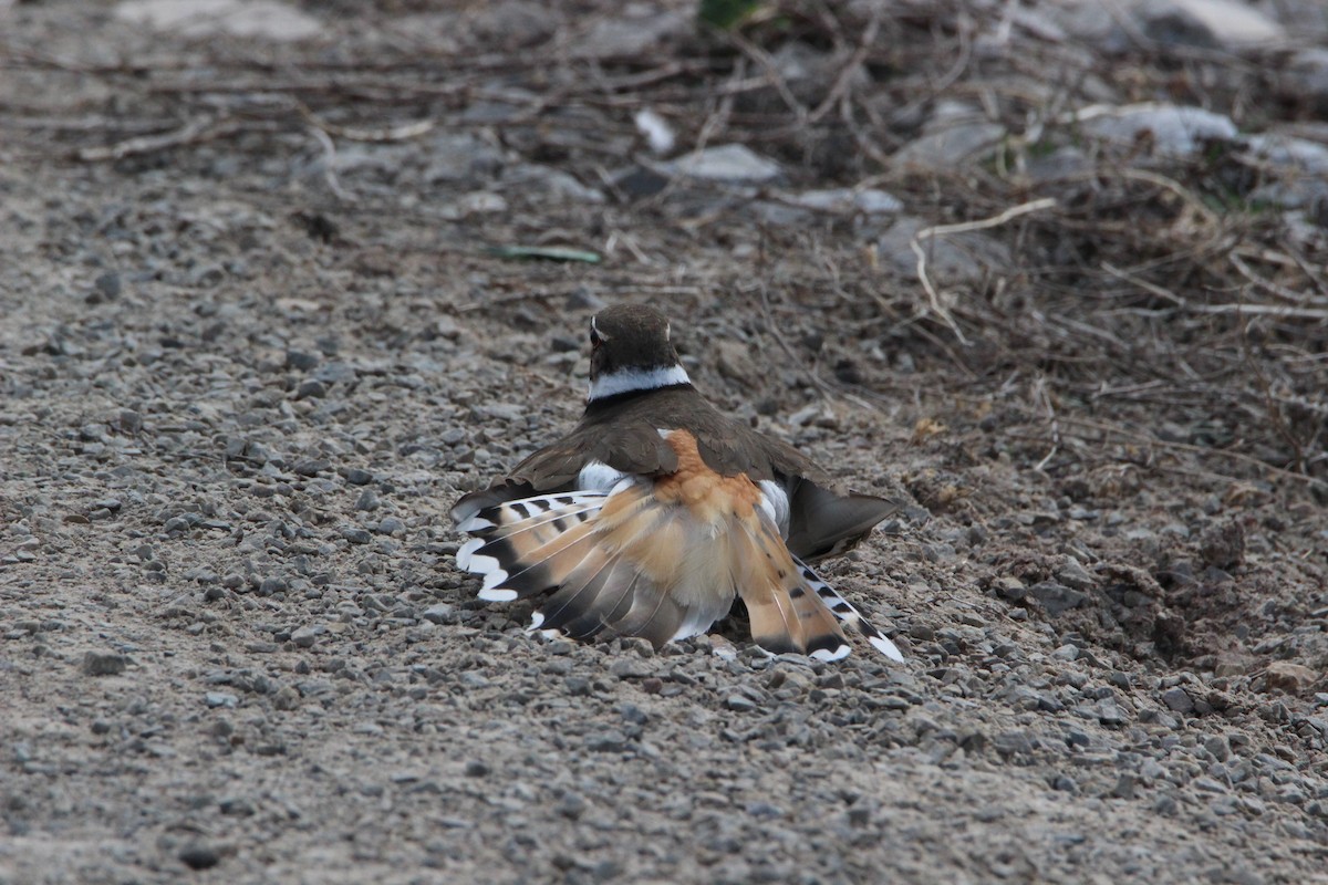 フタオビチドリ - ML97782771