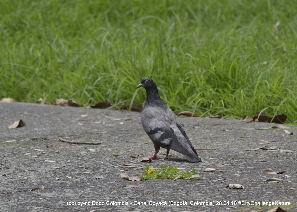 Rock Pigeon (Feral Pigeon) - Dodo Colombia