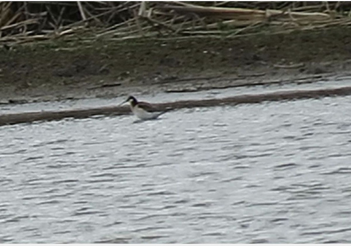 Wilson's Phalarope - shawn richmond