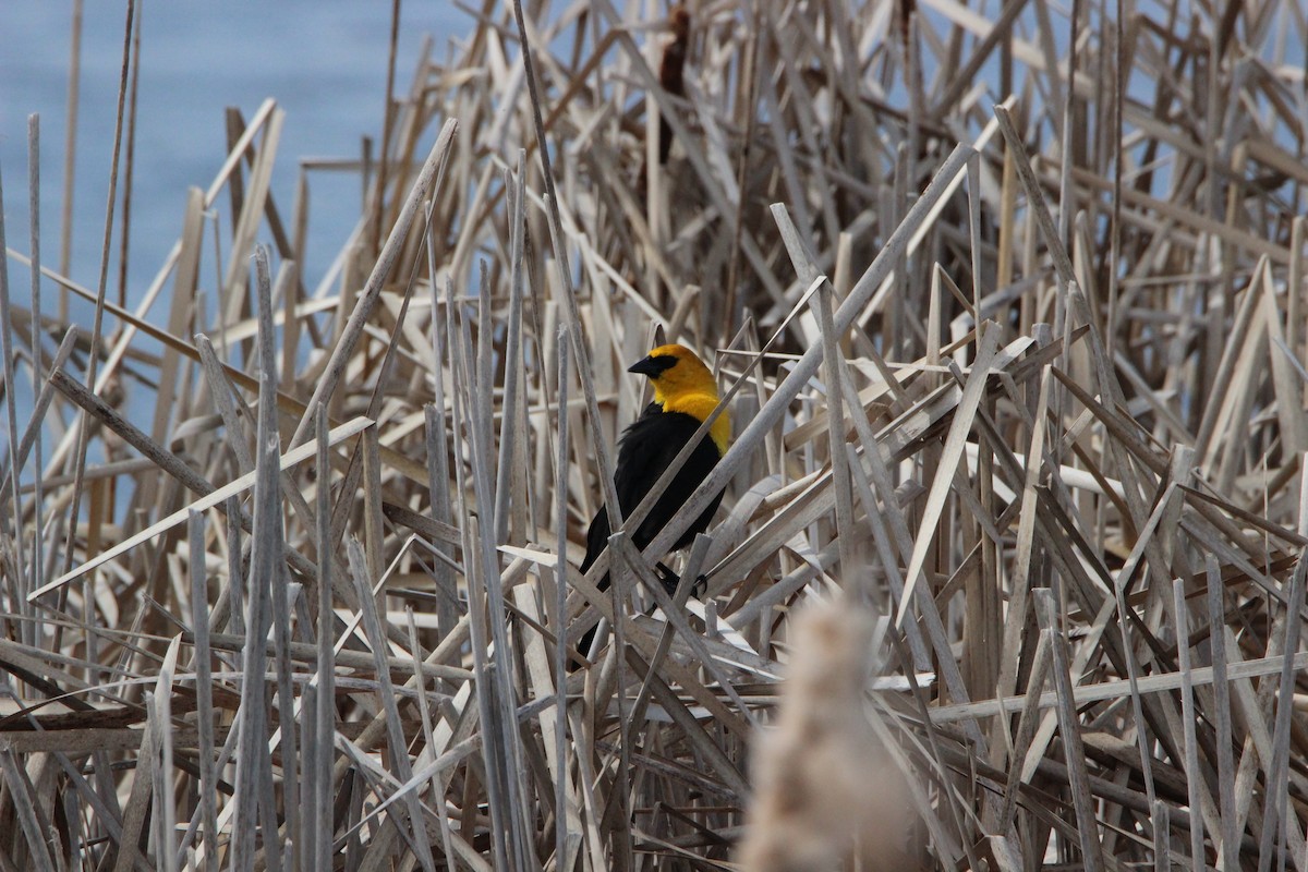 Yellow-headed Blackbird - emily weber