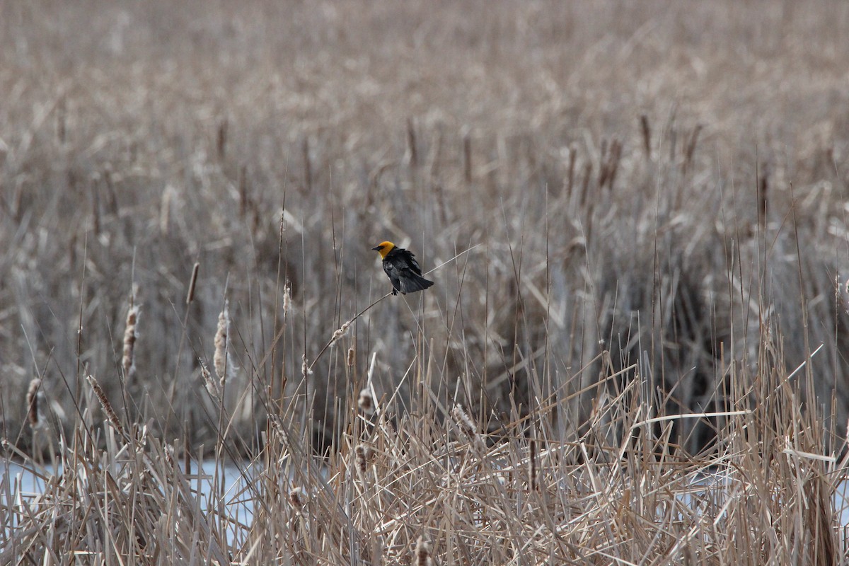 Yellow-headed Blackbird - emily weber