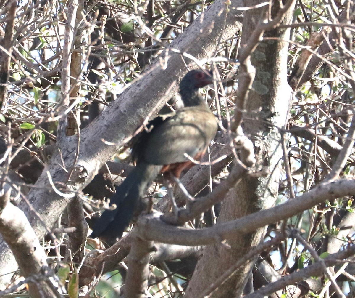 Chachalaca Ventricastaña - ML97783851