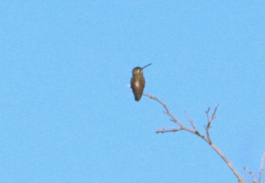 Colibrí Pochotero - ML97784121