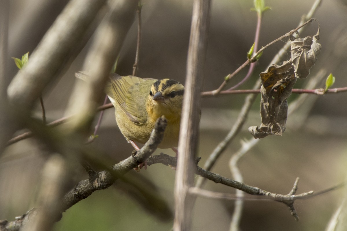 Worm-eating Warbler - ML97786531