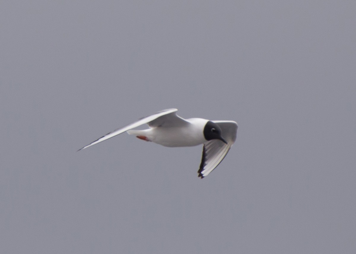 Bonaparte's Gull - Lori Widmann