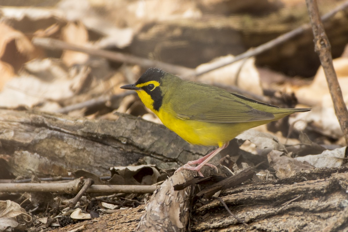 Kentucky Warbler - ML97787231