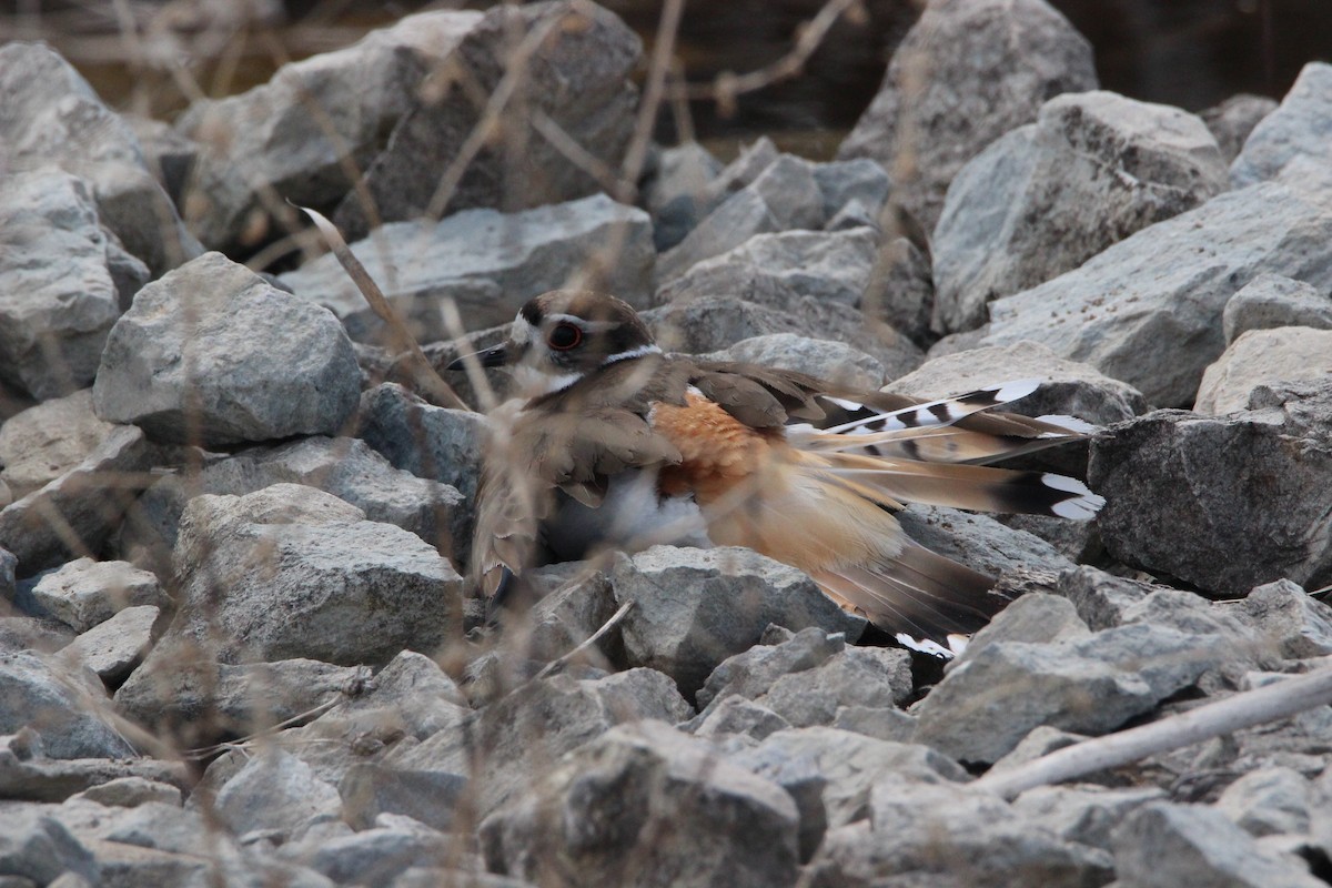 Killdeer - emily weber