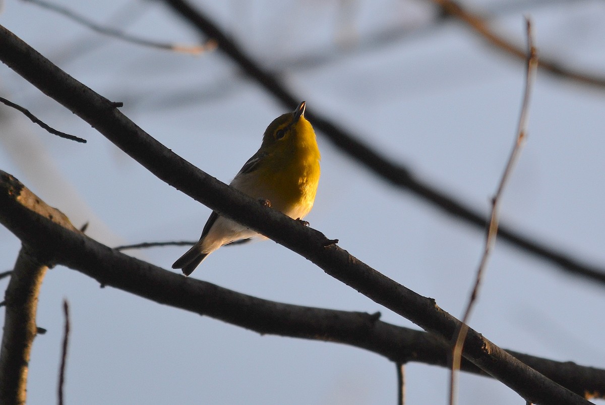 Viréo à gorge jaune - ML97787431