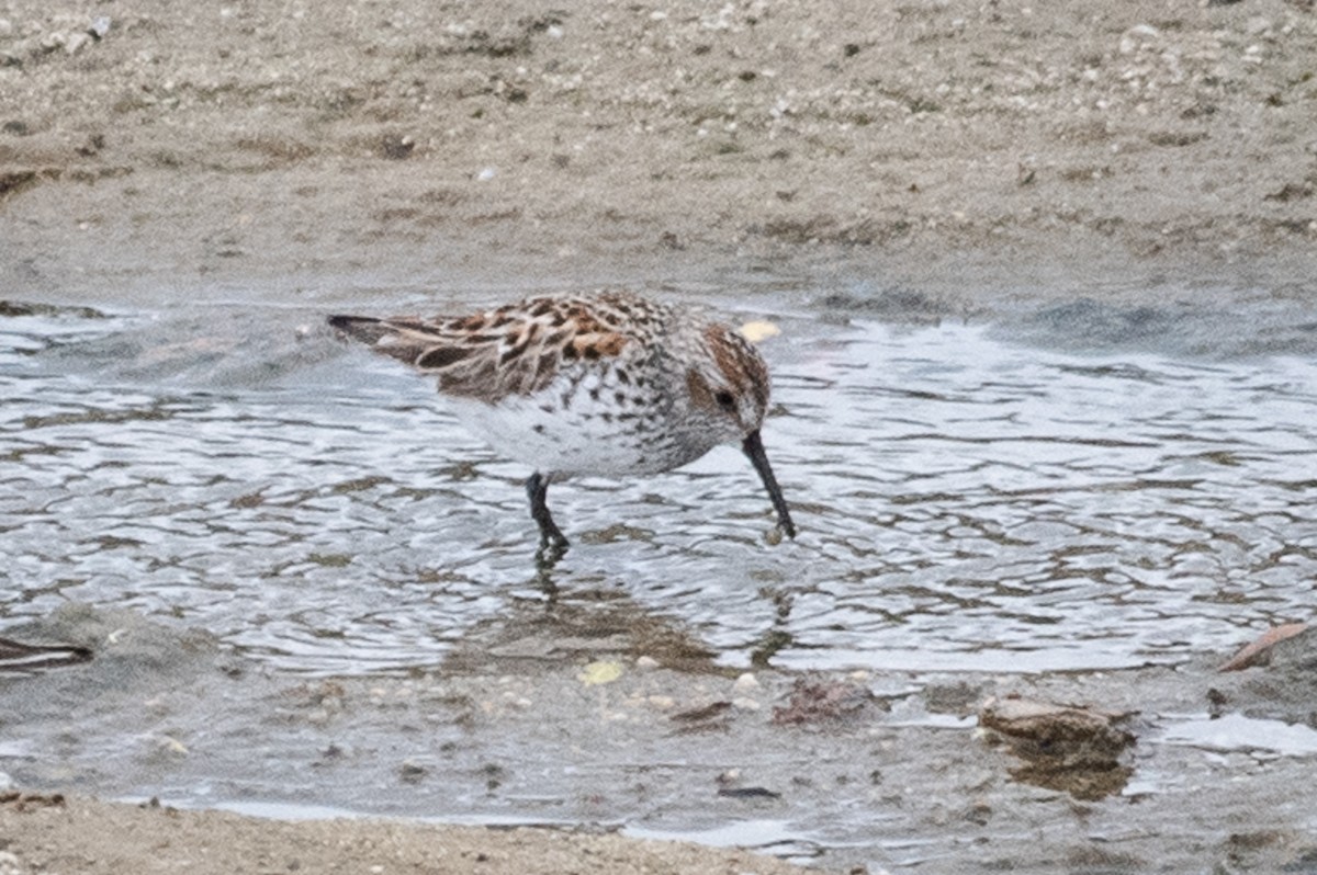 Bergstrandläufer - ML97788091