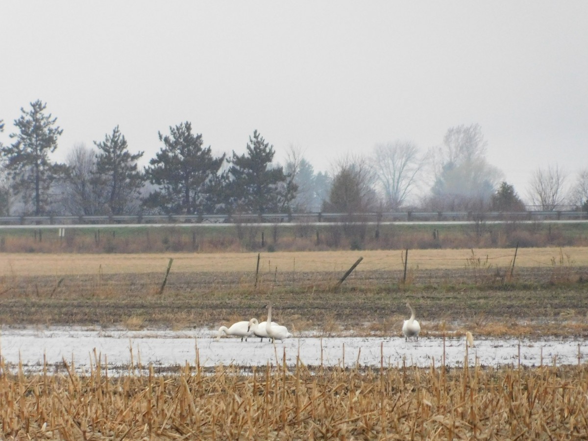 Trumpeter Swan - ML97788171