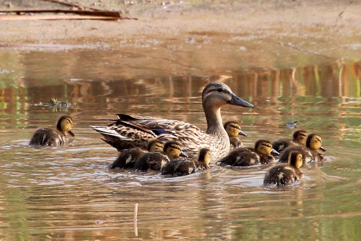 Mallard - sam hough