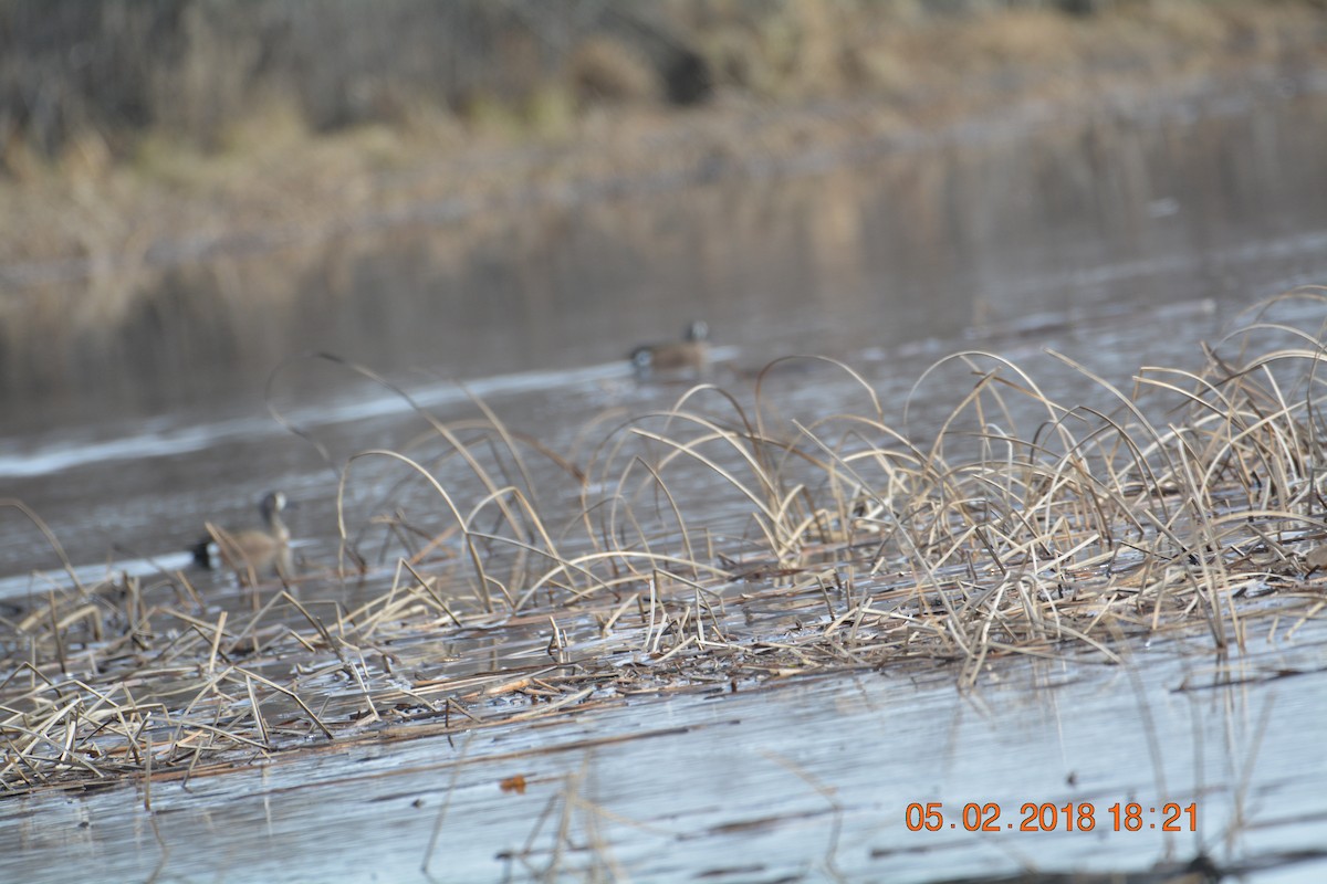 Blue-winged Teal - ML97791401