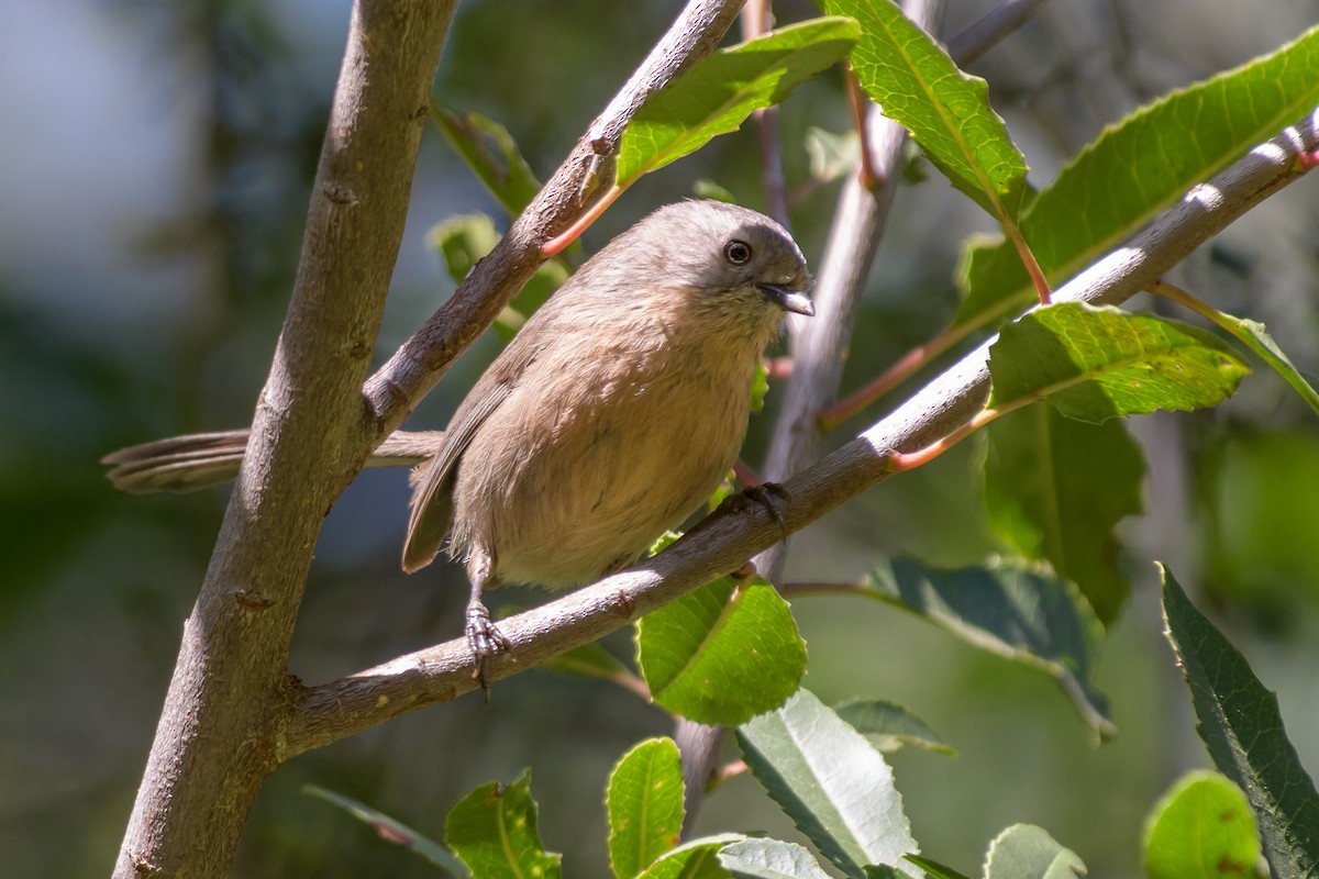 Wrentit - ML97791751