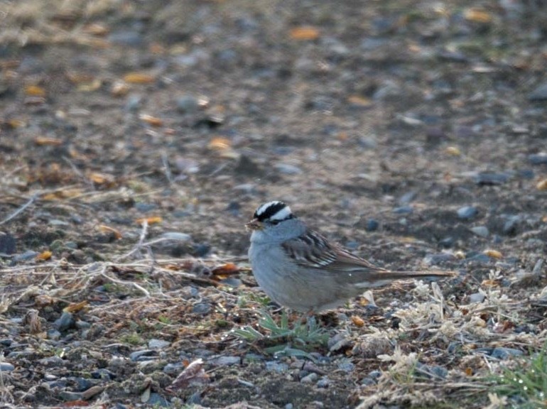 White-crowned Sparrow - ML97792581