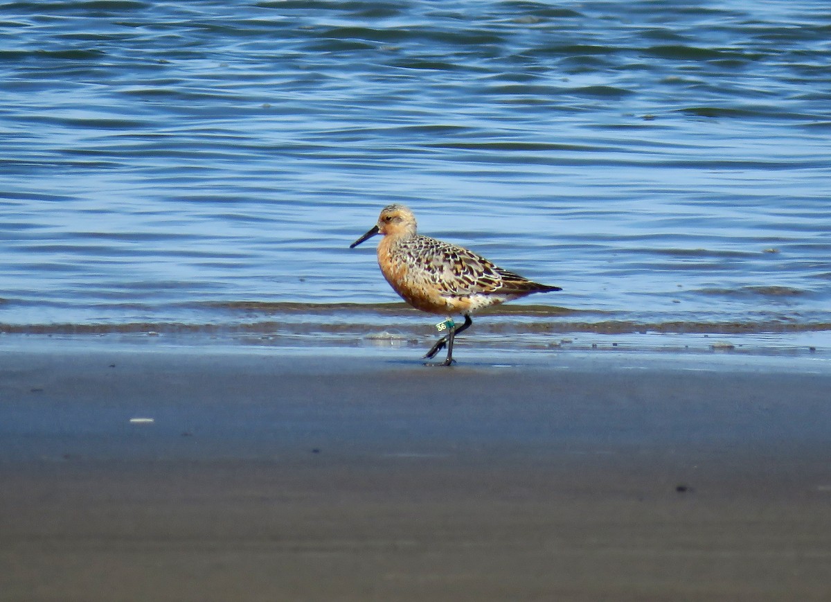 Red Knot - Anonymous