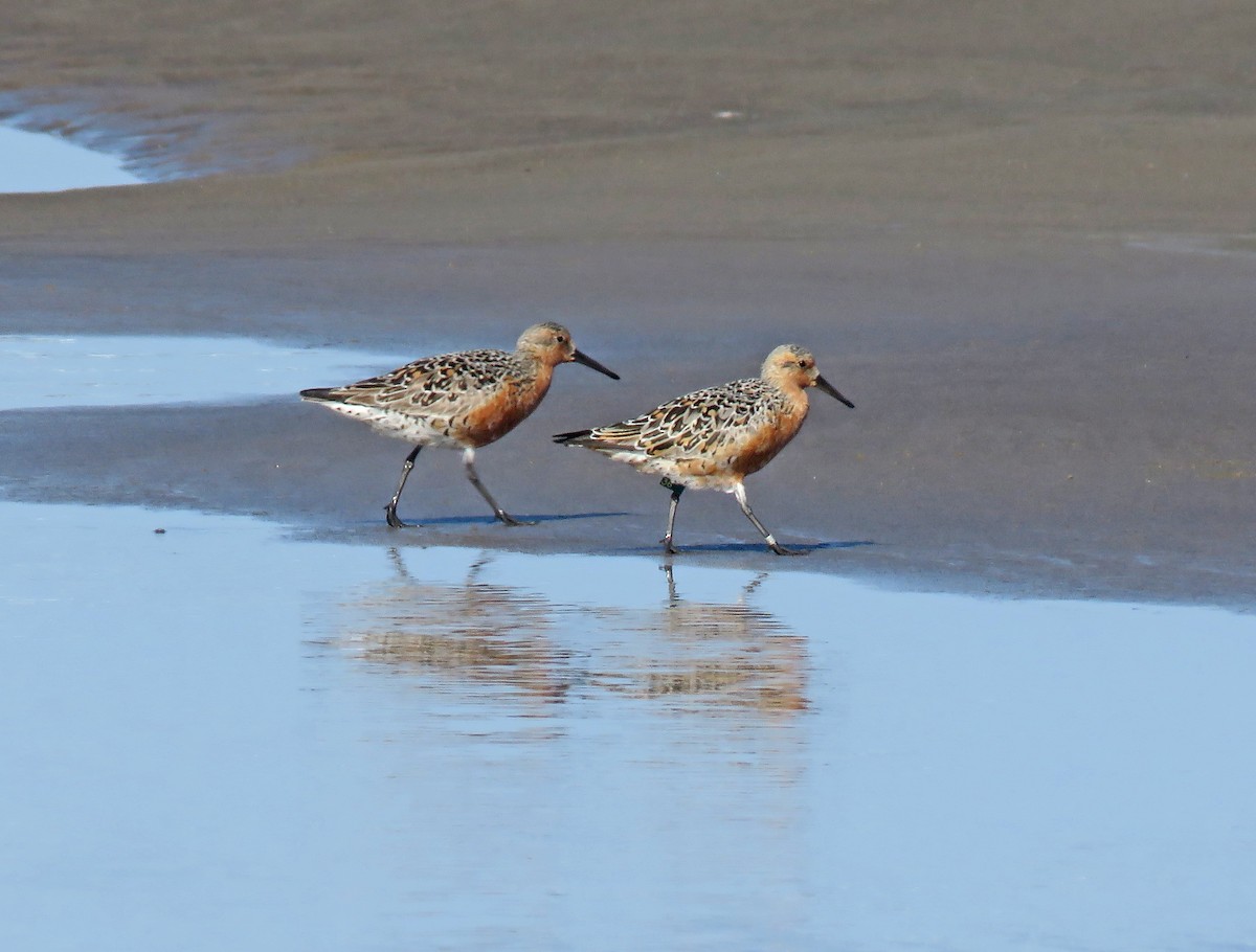 Red Knot - Anonymous