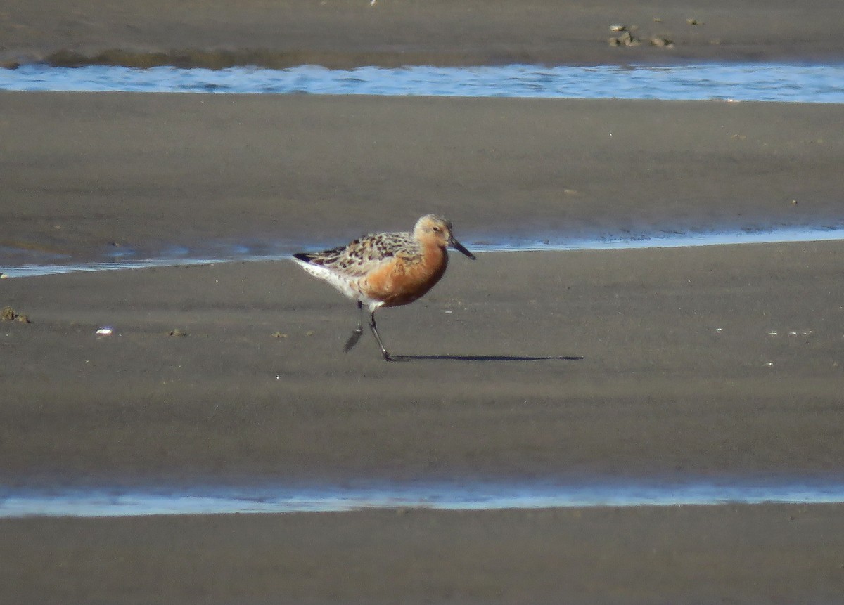 Red Knot - Anonymous