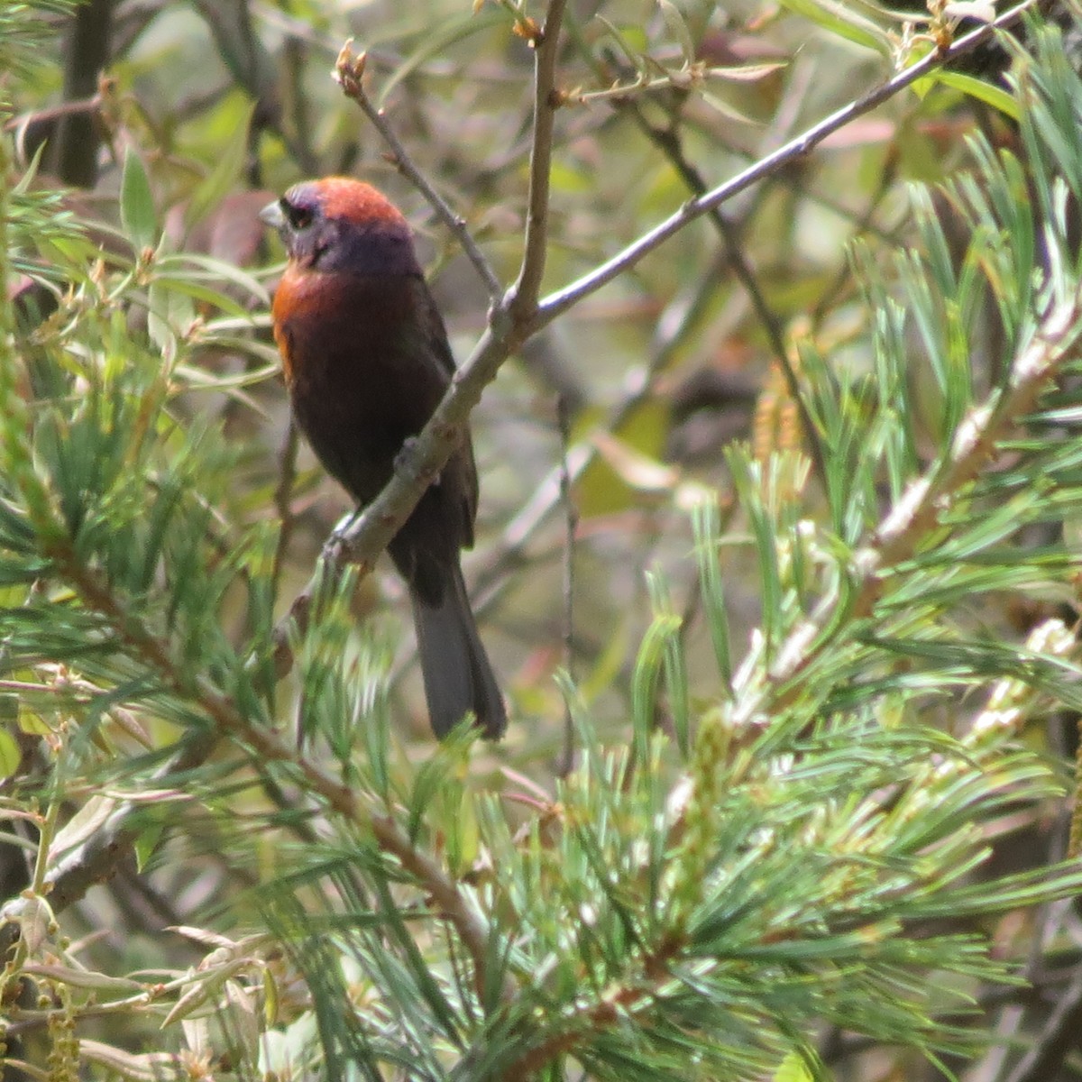 Varied Bunting - ML97792941