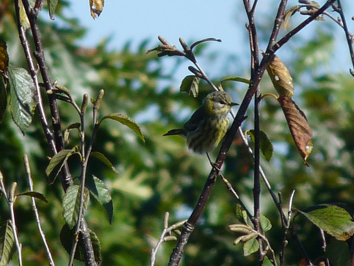Cape May Warbler - ML97795261