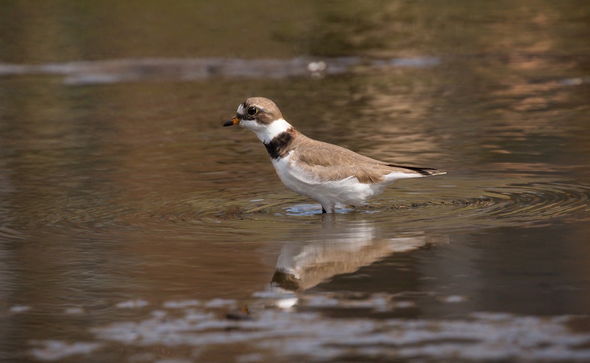 Semipalmated Plover - Ryan Jones