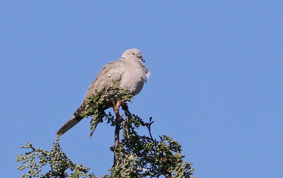 Eurasian Collared-Dove - ML97795691